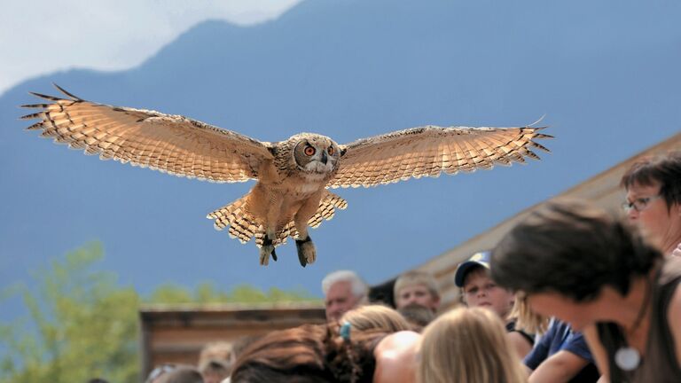 Die Falknerei (Falconeria) Locarno